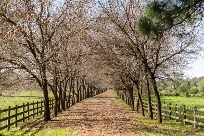 Avenida de entrada